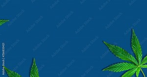 Video of hemp or cannabis leaves isolated on dark blue background. 4K resolution video of cannabis leaves pattern.