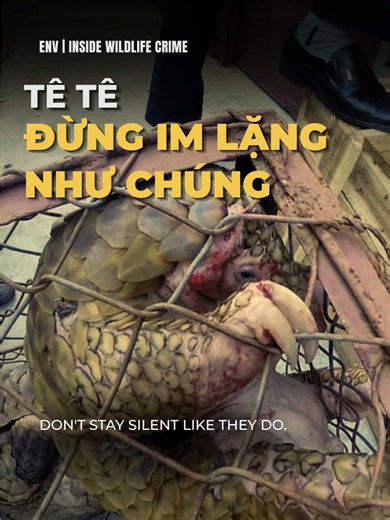 Có những sinh mạng chưa từng biết cách chống trả. Chúng chỉ biết im lặng. Nếu câu chuyện này chạm đến bạn, hãy cùng góp phần để bảo vệ tê tê. 🤎 #TeTe #Pangolin #Wildlife #WildlifeConservation #BaoTonDongVatHoangDa