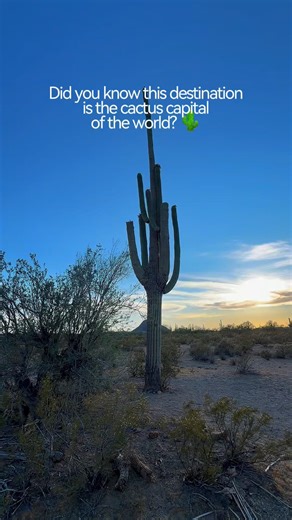 Did you know this destination is the cactus capital of the world? 😵 🌵