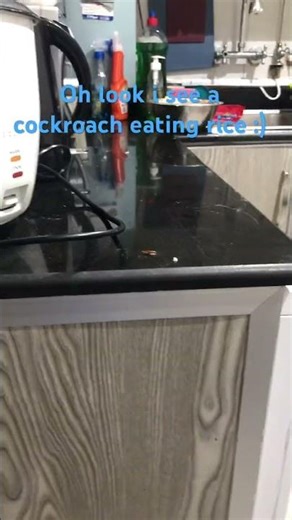 A cockroach eating rice :) #cockroach #idkwhattoputhere