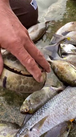 Cutting Open a Living ROCK?! (Weird Sea Creature)