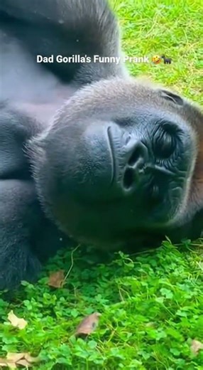 father death prank on son...wait for The reactiom🤣🤣🤣 #gorillalife #amazinature