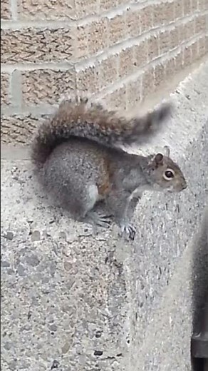 Squirrel Alarm Vocalization