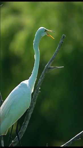 Great Egret Takes Flight - Graceful Move from Tree to Tree