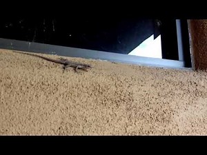 Slo Mo Wall Walking Lizard