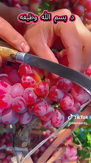 Understanding the Significance of Bismillah in Islam