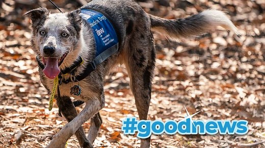 This dog helps save koalas in Australia