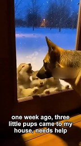 Baby Wolves Came To My House For Their Poor Mother wolf rescue | Animals Love22