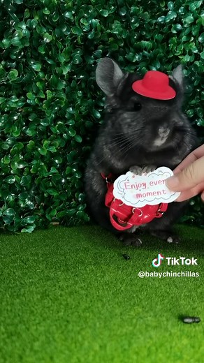 Baby Chinchillas on TikTok