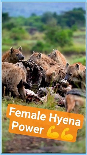 Why Female Hyenas Are Bigger - The Secret Behind Their Strength | #animalshorts #wildlife