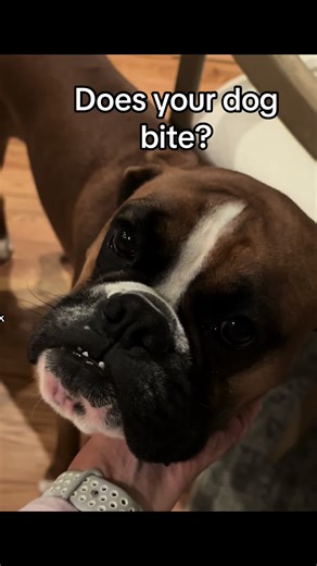 LIfks are Stu’s love language! Follow for daily chaos! #dogs #kisses #lovelanguage