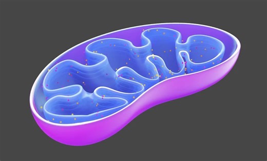 A Mitochondrial DNA Mutation that Alters Immunity | Genetics And Genomics