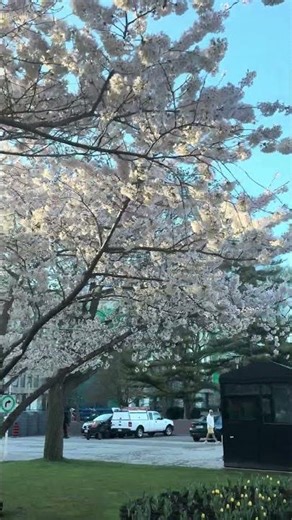 #spring #city #toronto #queenspark