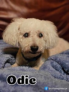 Lowell, IN - Bichon Frise. Meet Odie - RICHMOND, IN a Pet for Adoption - AdoptaPet.com
