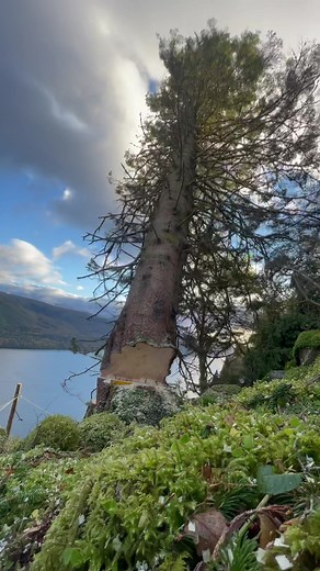 #fypシ #foryoupage #logging #timbertok #arborist #sthil #loggingislife #timber #fullsend #viral #fullsend