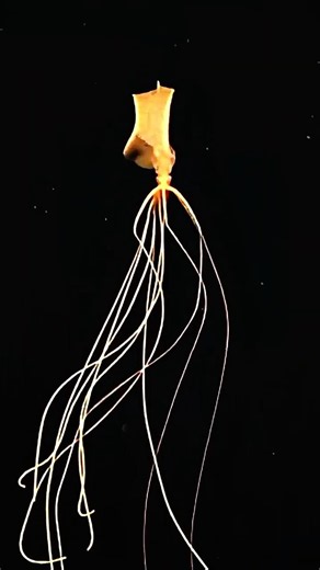 They Found a Squid That Looks Alien 😳🦑