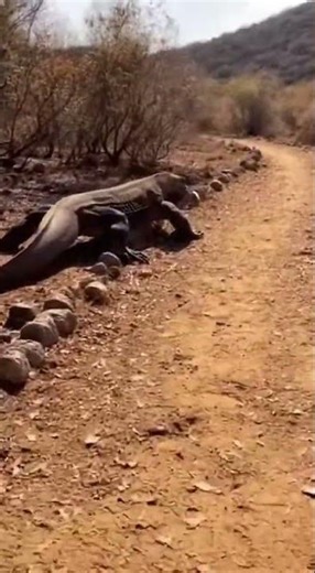 Komodo Dragon’s Deadly Ambush: Deer Hunt on Komodo Island#wildlifeentertainment #wildanimals