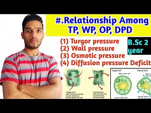 Relationship Among TP, WP, OP and DPD|| Turgor pressure||Diffusion pressure Deficit|| B.Sc 2 year