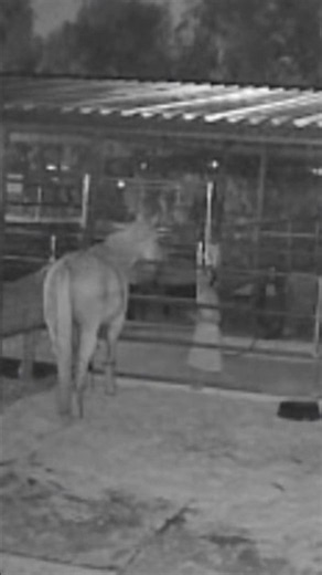 Imagine checking your security an and seeing this? #paranormal #ghost