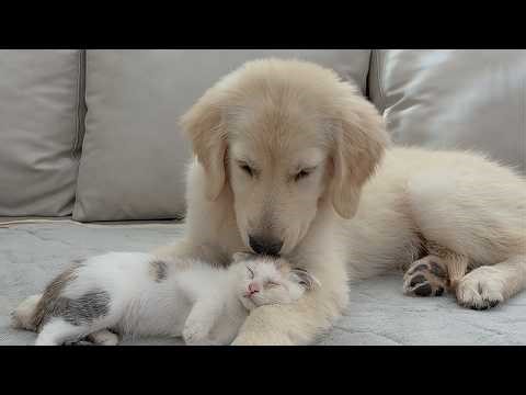 The Terrified Rescue Kitten Finally Fell Asleep Beside My Gentle Golden Retriever