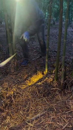 Exploring the Forest for Bamboo Shoots 🌿 | #NatureVibes