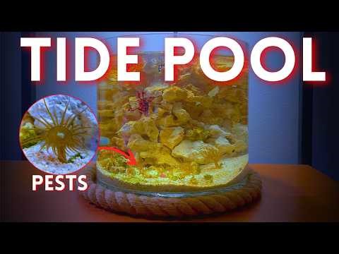 I Built a Tide Pool Using Only Reef Tank Pests