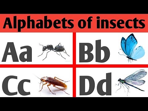 Alphabets of insects | a-z insects name