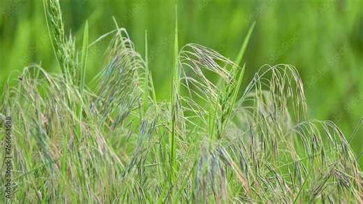 Bromus tectorum, known as downy brome, drooping brome or cheatgrass, is winter annual grass native to Europe, southwestern Asia, and northern Africa, but has become invasive in many other areas.