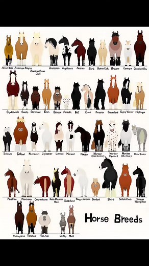 Appaloosa Horse: The Nez Perce Tribe's Beautiful Companion | Animal World