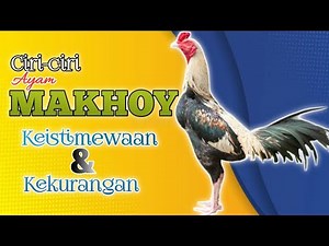 THIS IS THE CHARACTERISTICS OF THE MAKHOY CHICKEN AND THEIR ORIGIN