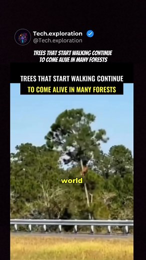 AI 🤖 on Instagram: "TREES THAT WALK? MYSTERIOUS MOVING TREES REPORTED IN FORESTS AROUND THE WORLD 🌳🌀 In remote jungles and deep forests, locals claim certain trees aren’t just rooted—they move. These so-called “walking trees” have been spotted shifting positions over time… some even say they come alive. ✉️ DME for video credit or removal."
