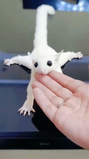 The Adorable Animal That Doesn’t Fly… It Glides 🐿️