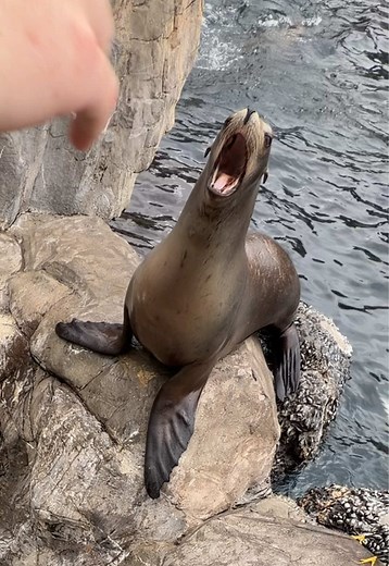 Understanding Sea Lions and Their Feeding Behaviors