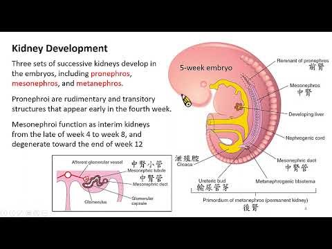 Urogenital System 1