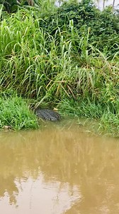 2.6M views · 25K reactions | Experience Crocodile ,Bird Watching &...