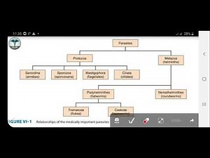 Classification of parasites