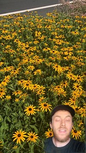 I’m a big fan of these stormwater infrastructure basins that have popped up around Philadelphia in recent years. This one on Henry Avenue features many native plants and a beautiful, functional design. These help reduce flooding, improve aesthetics, and support biodiversity. #nativeplants #stormwater #stormwatermanagement #philly #philadelphia #raingarden | Andrew The Arborist
