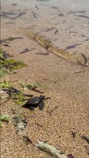 Releasing a Baby Turtle into the Ocean