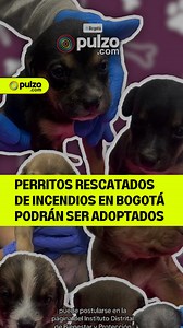 😍🐶 ¡Adopta a un perrito! 15 cachorros y sus 2 mamás serán dados en adopción tras ser rescatados del incendio en el cerro El Cable en Bogotá. #Bogotá #incendiosforestales #adopción | Pulzo