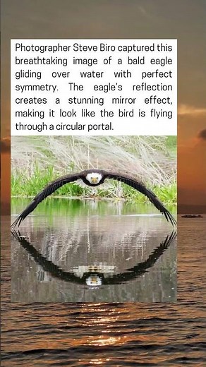 Perfectly Symmetrical Bald Eagle Soars Over Water