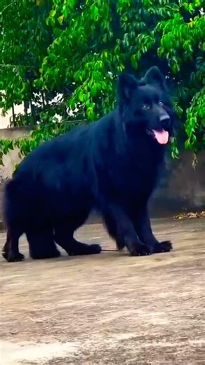 8810623046 German Shepherd puppy ready for booking Top quality GSD trained pup availabl #gsdlover