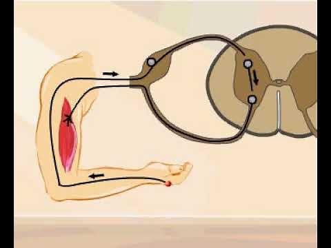 Monosynaptic and polysynaptic reflexes