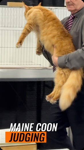 Judge Russell Webb with a gorgeous Maine Coon. #cfacatshow #mainecooncat #mainecoon #mainecooninstagram | New Vision Cat Club