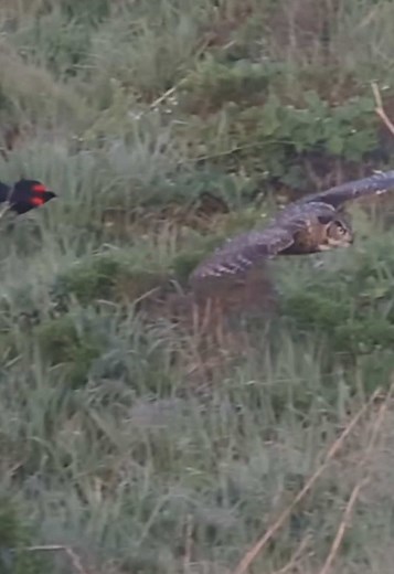 Small Bird Mobbing Behavior: Red-Winged Blackbird vs. Owl
