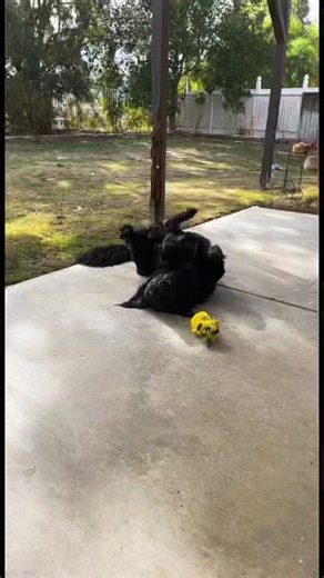 Went from a 25lb fluffy little bear to a 90lb fluffy bear #goldenretriever #blacklabrador #foryoupage #bear #goofball #puppy #mixedbreed