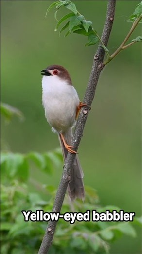 The yellow-eyed babbler is a passerine bird. It inhabits shrubland, grassland and wetland habitats.