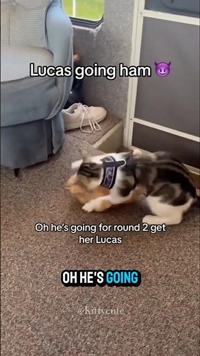 “Kitten With Too Much Courage 😂💥” #cat #adoreble #funny