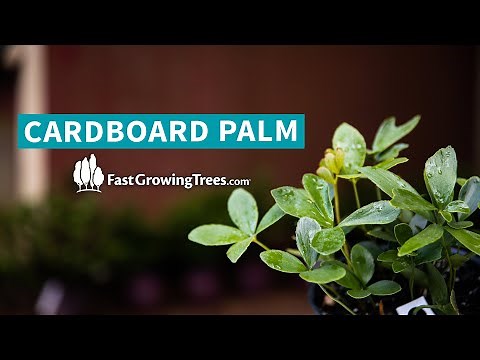 Cardboard Palm | FastGrowingTrees.com