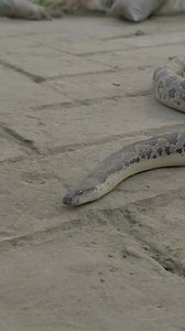 22K views · 149 reactions | Beautiful Snake Crawling | Video Snake | Facebook