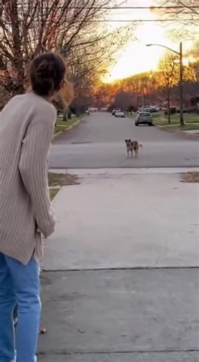 Emotional Reunion: Dog Returns Home After Years Lost 🐶💔➡️❤️ After being missing for years, this loyal dog finally appears at the end of the street—dirty, tired, but filled with hope. The moment its owner recognizes it and drops to her knees in tears… absolutely heartbreaking and beautiful. A powerful reminder: a dog’s love never fades. | HYPERAi